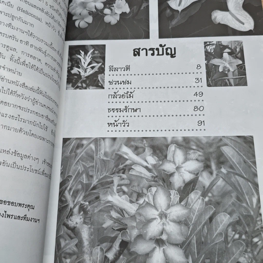 5 ไม้ประดับ รูปที่ 6