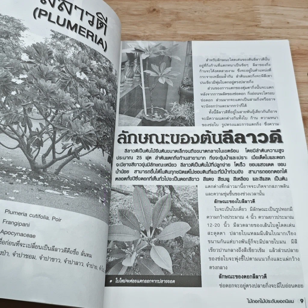 5 ไม้ประดับ รูปที่ 7