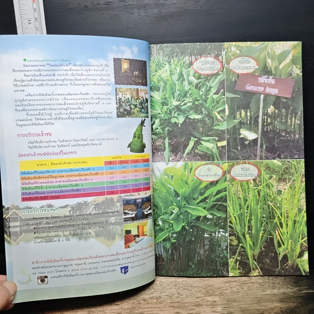 ผักดีดีควรมีรอบครัว รูปที่ 7