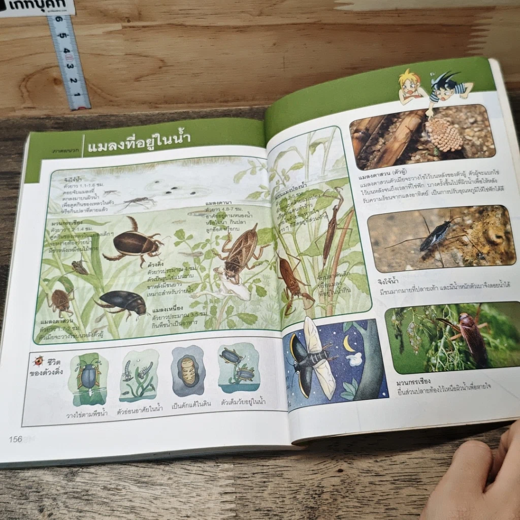 หนังสือ Why? ตะลุยโลกแมลง รูปที่ 9