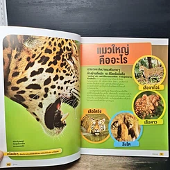 หนังสือ รู้ไปหมด เรื่อง เสือและสิงโต รูปที่ 8