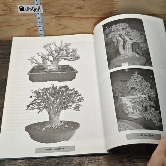 หนังสือ อเมซิ่ง ไทยบอนไซ รูปที่ 10