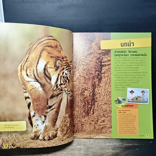 หนังสือ รู้ไปหมด เรื่อง เสือและสิงโต รูปที่ 7