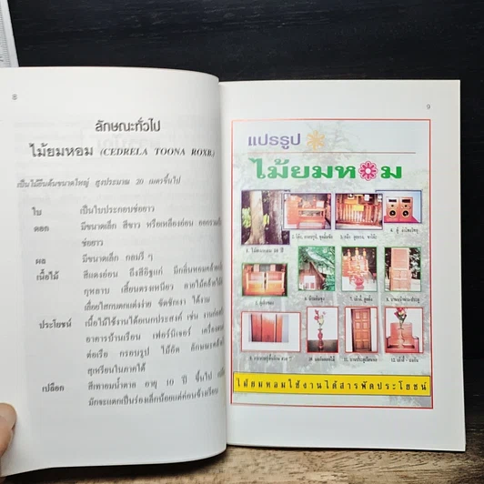 หนังสือ พืชเศรษฐกิจไม้โตเร็ว ไม้ยมหอม (สายพันธุ์ดี) รูปที่ 9