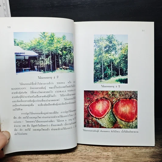 หนังสือ พืชเศรษฐกิจไม้โตเร็ว ไม้ยมหอม (สายพันธุ์ดี) รูปที่ 10