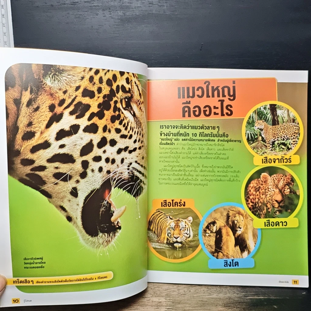 หนังสือ รู้ไปหมด เรื่อง เสือและสิงโต รูปที่ 8