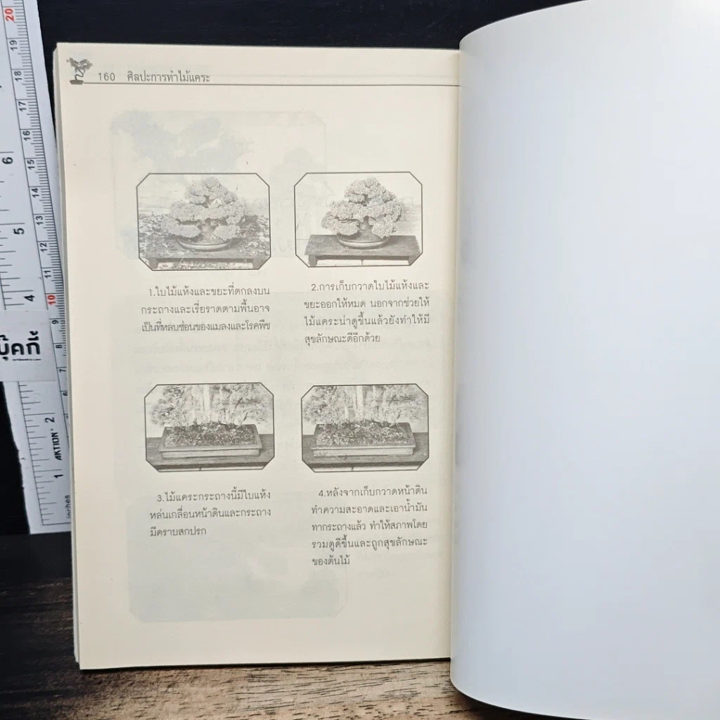 หนังสือ ศิลปะการทําไม้แคระ รูปที่ 10
