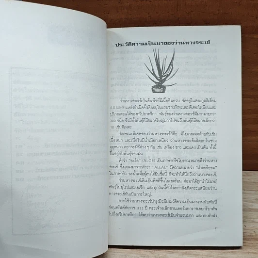 ว่านหางจระเข้ ตำรับแพทย์จีน รูปที่ 8