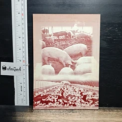 หนังสือ น้องหนู ฟื้นฟูแผ่นดิน รูปที่ 2