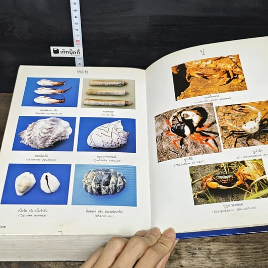หนังสือ พจนานุกรม ฉบับราชบัณฑิตยสถาน พ.ศ. 2542 รูปที่ 7