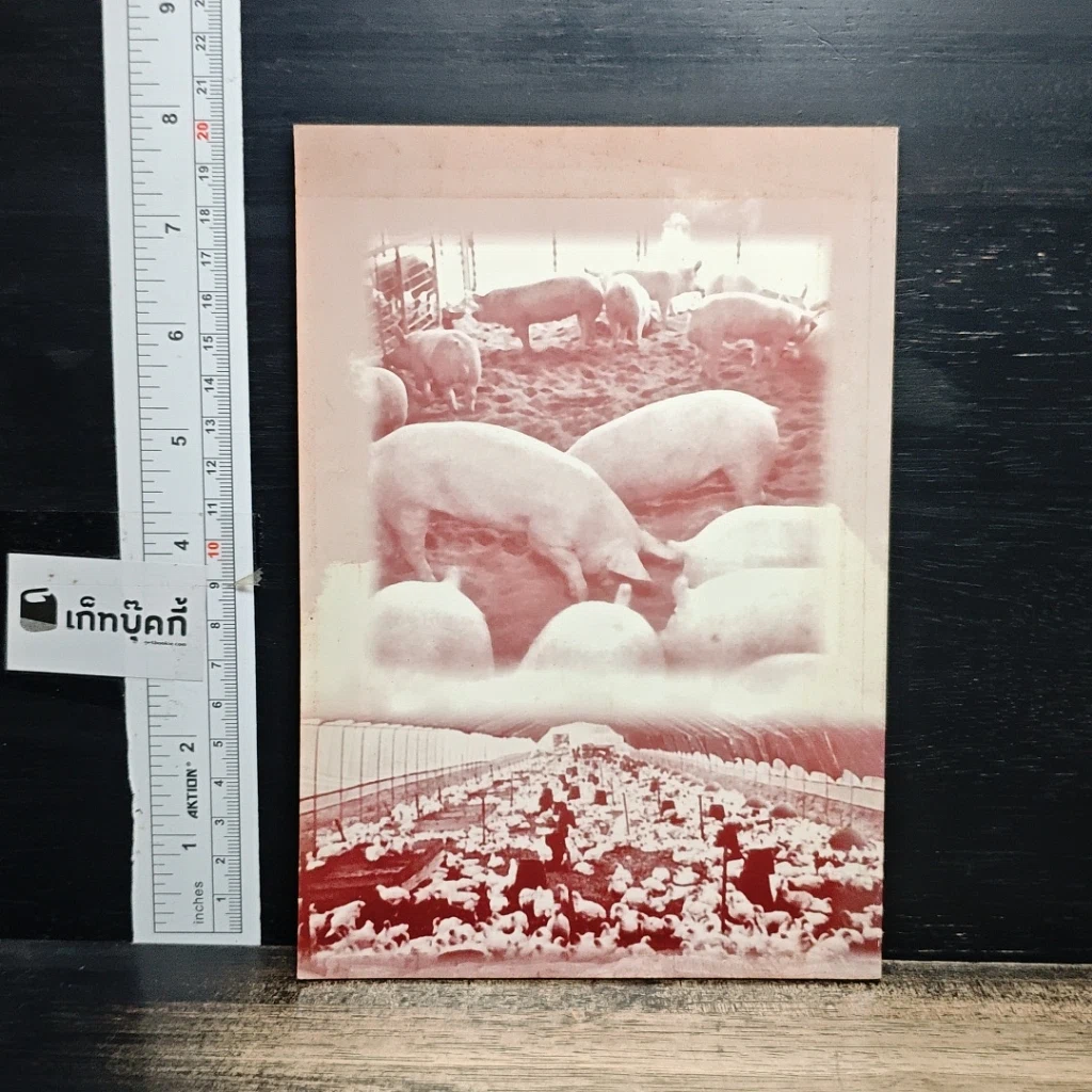 หนังสือ น้องหนู ฟื้นฟูแผ่นดิน รูปที่ 2