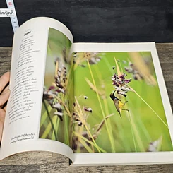 หนังสือ ดูนก รูปที่ 6