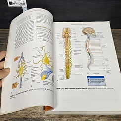 หนังสือ Essential Clinical Anatomy รูปที่ 9