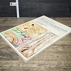 หนังสือ The Atlas of Brain and Spinal Cord รูปที่ 3