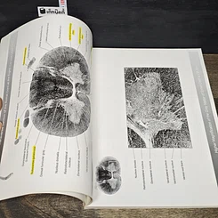 หนังสือ The Atlas of Brain and Spinal Cord รูปที่ 9