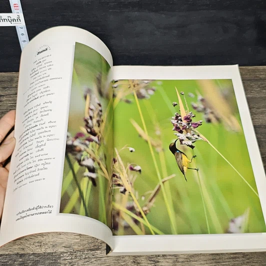หนังสือ ดูนก รูปที่ 6