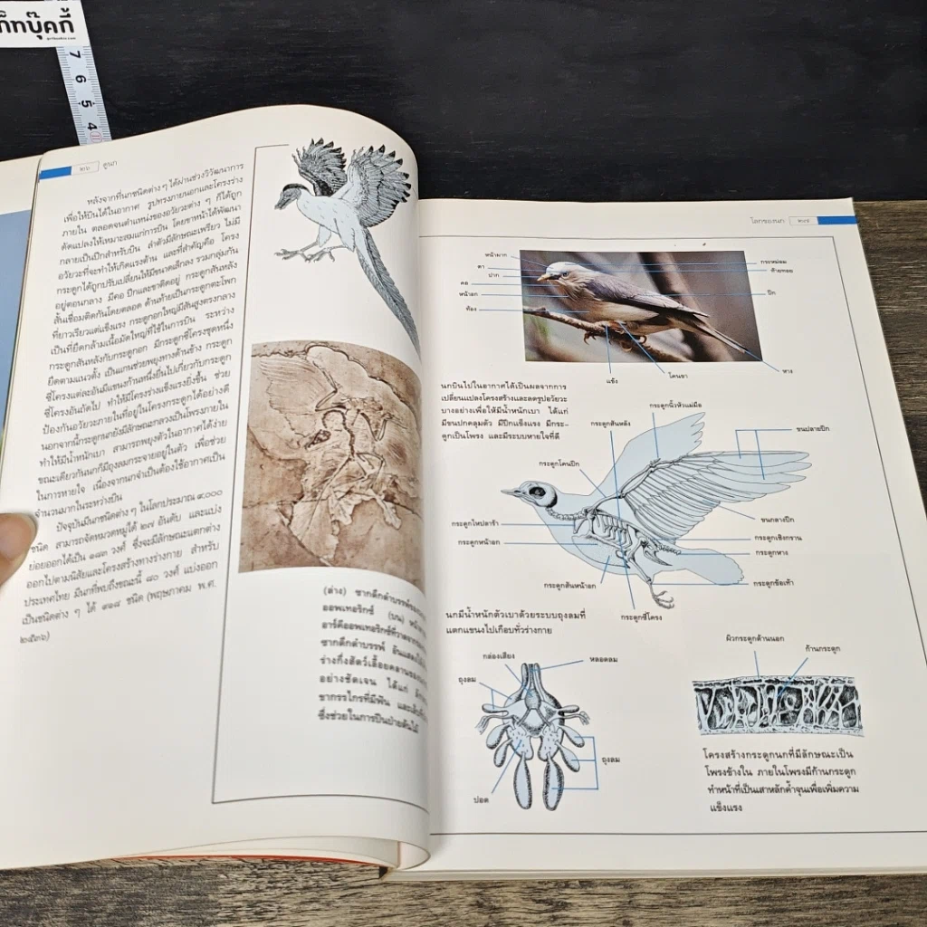 หนังสือ ดูนก รูปที่ 8