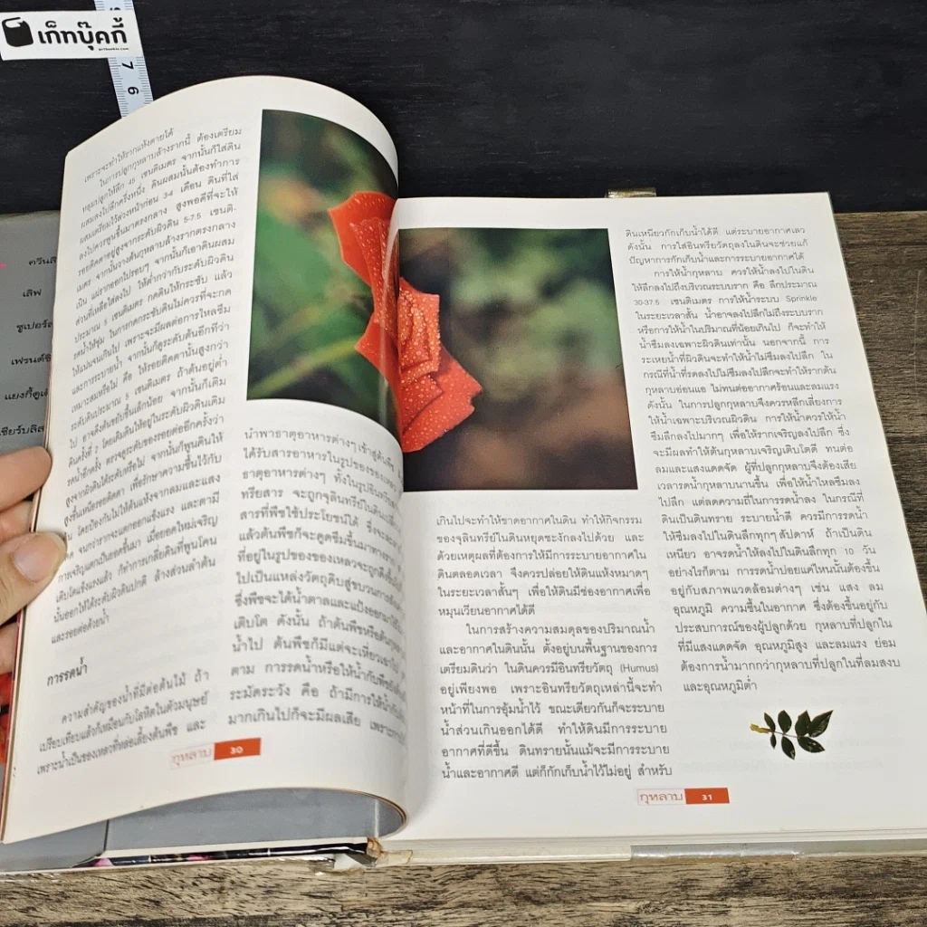 หนังสือ กุหลาบ ราชินีดอกไม้ รูปที่ 7
