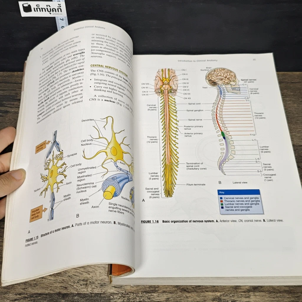 หนังสือ Essential Clinical Anatomy รูปที่ 9