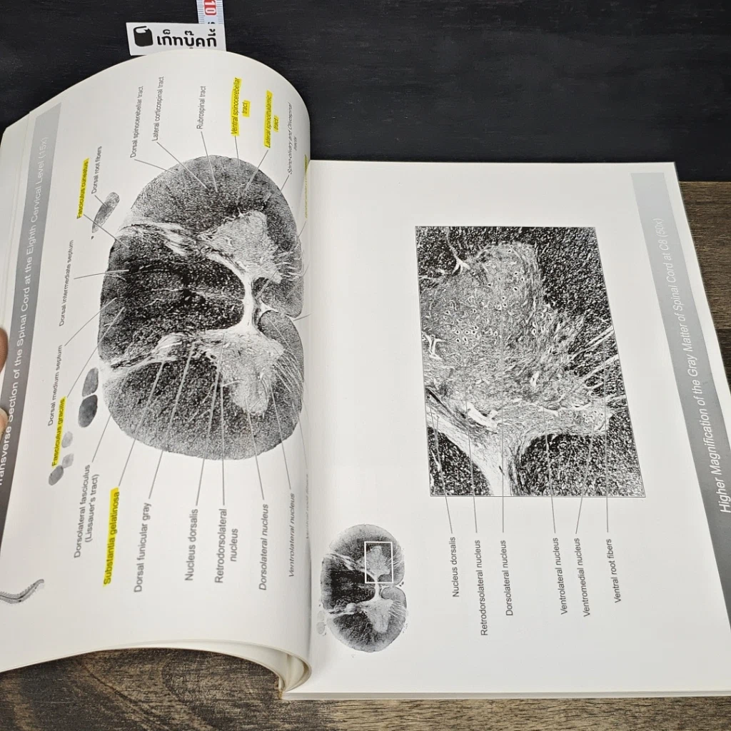 หนังสือ The Atlas of Brain and Spinal Cord รูปที่ 9