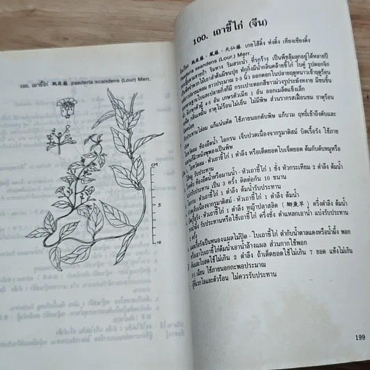 หนังสือ ยาสมุนไพรจีน 100 ชนิด คุณสมบัติและการรักษา รูปที่ 10