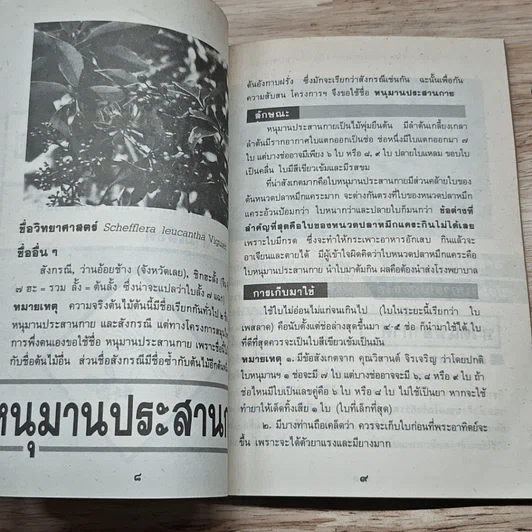 หนังสือ ต้นไม้ยา ชุดที่ 1 สมุนไพรแก้แพ้ รูปที่ 7