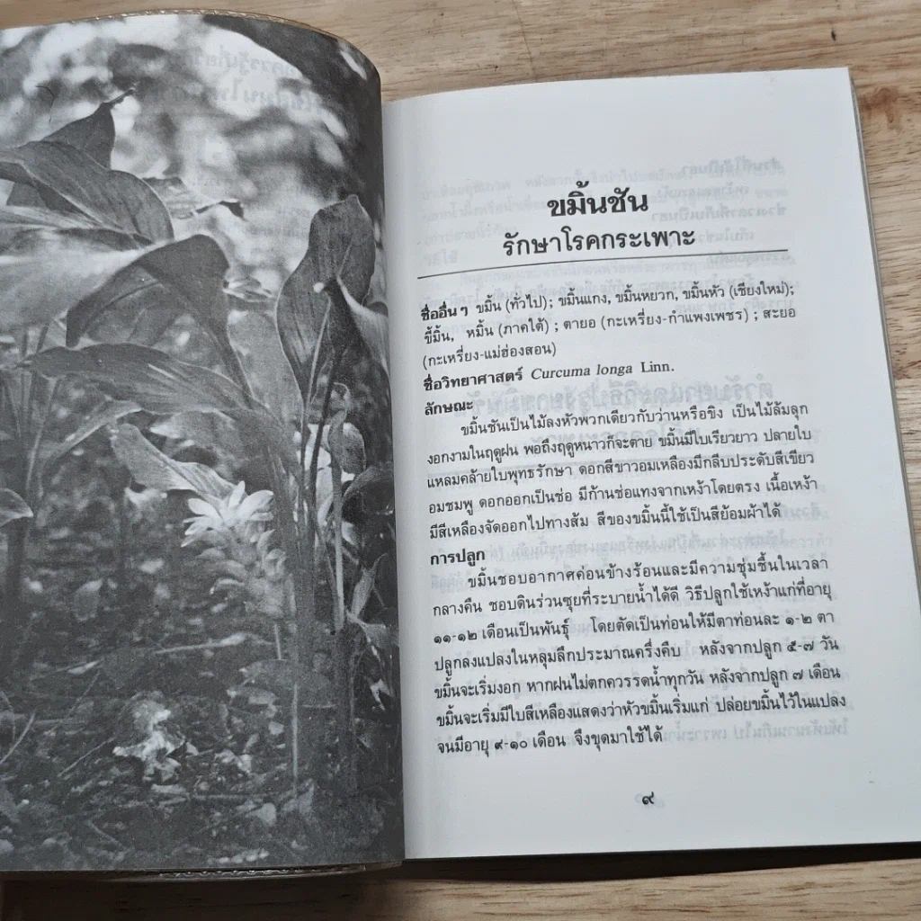 หนังสือ ขมิ้นชัน รักษาโรคกระเพาะ สมุนไพรไทย ทางเลือกใหม่สำหรับคุณ รูปที่ 7