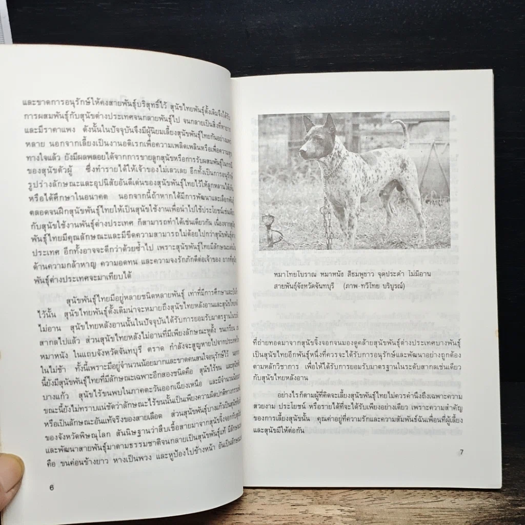 หนังสือ สุนัขพันธุ์ไทย รูปที่ 8