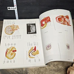หนังสือ Wheeler's Dental Anatomy, Physiology, and Occlusion รูปที่ 8