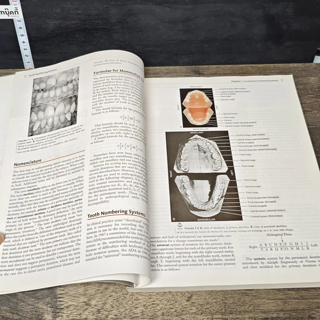 หนังสือ Wheeler's Dental Anatomy, Physiology, and Occlusion รูปที่ 7