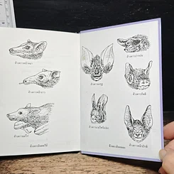 หนังสือ ค้างคาว รูปที่ 9