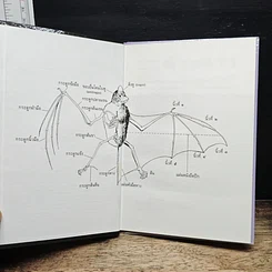 หนังสือ ค้างคาว รูปที่ 6