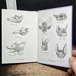 หนังสือ ค้างคาว รูปที่ 9
