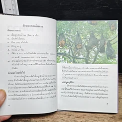 หนังสือ ค้างคาว รูปที่ 8