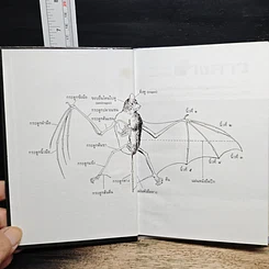 หนังสือ ค้างคาว รูปที่ 6
