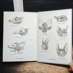 หนังสือ ค้างคาว รูปที่ 9