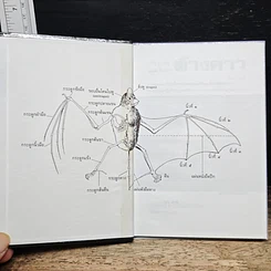 หนังสือ ค้างคาว รูปที่ 6