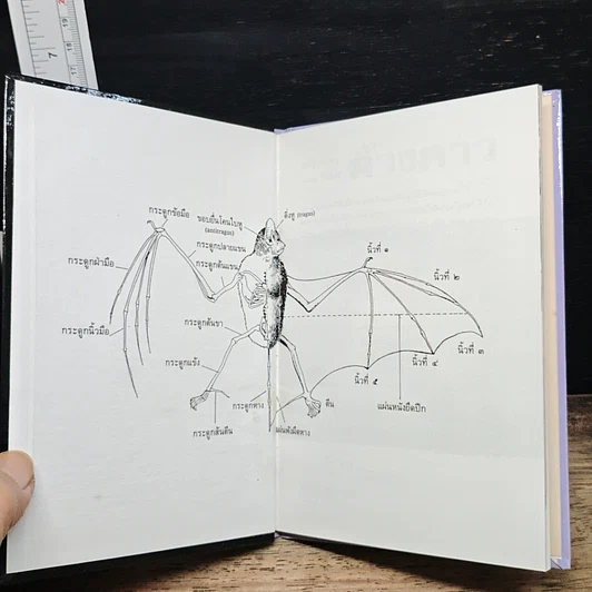 หนังสือ ค้างคาว รูปที่ 6