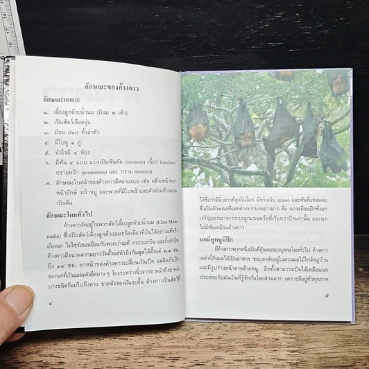 หนังสือ ค้างคาว รูปที่ 8