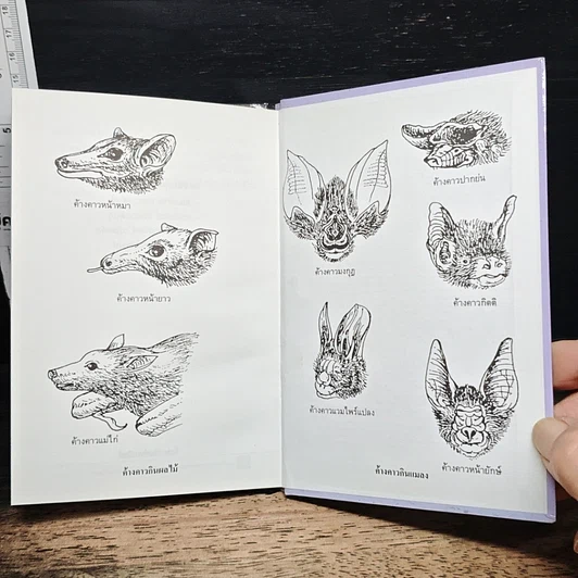 หนังสือ ค้างคาว รูปที่ 8