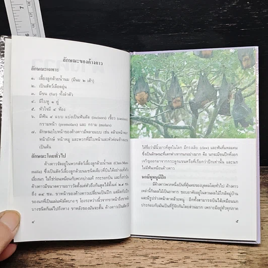 หนังสือ ค้างคาว รูปที่ 8