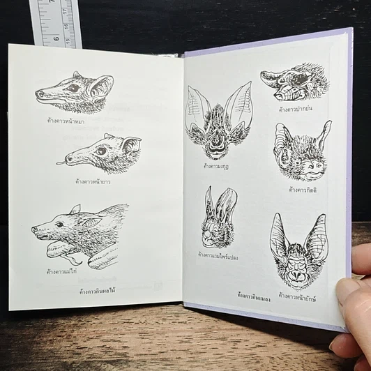 หนังสือ ค้างคาว รูปที่ 9