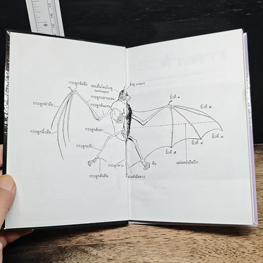 หนังสือ ค้างคาว รูปที่ 6