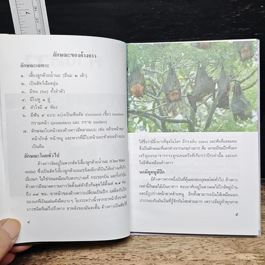 หนังสือ ค้างคาว รูปที่ 8