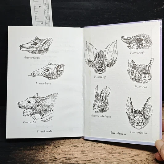 หนังสือ ค้างคาว รูปที่ 9
