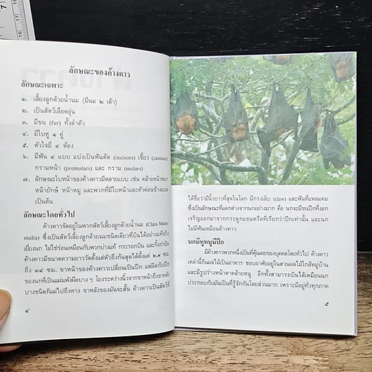 หนังสือ ค้างคาว รูปที่ 8