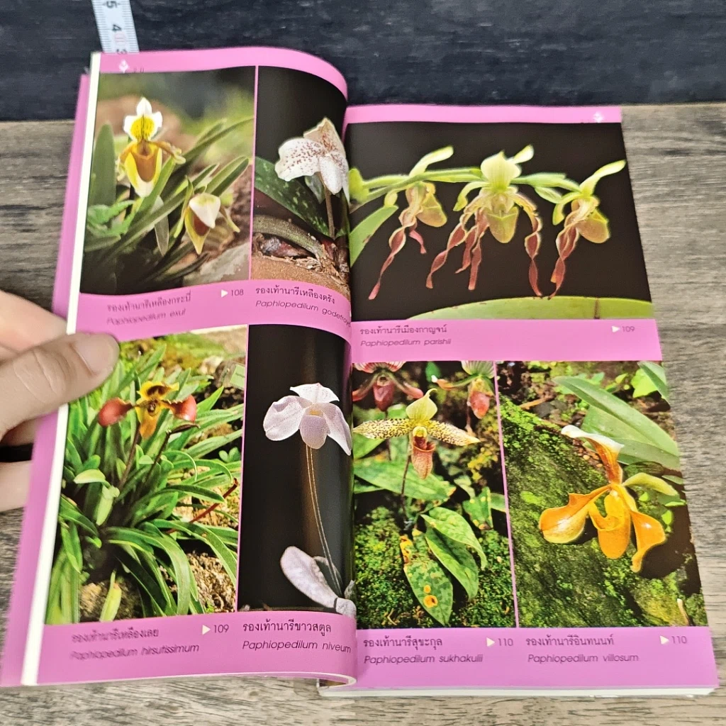 หนังสือ คู่มือกล้วยไม้ รูปที่ 8