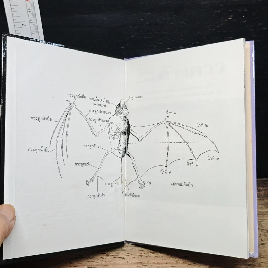 หนังสือ ค้างคาว รูปที่ 6