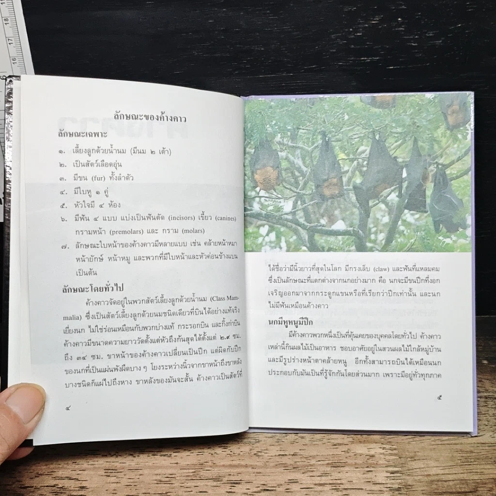 หนังสือ ค้างคาว รูปที่ 8