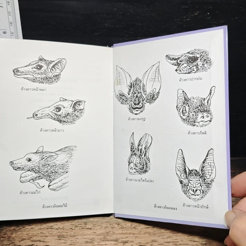 หนังสือ ค้างคาว รูปที่ 9
